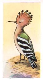 1960 Tropical Birds #17 Hoopoe Front