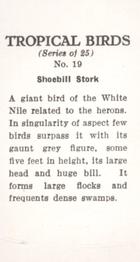 1960 Tropical Birds #19 Shoebill Stork Back