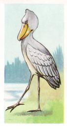 1960 Tropical Birds #19 Shoebill Stork Front