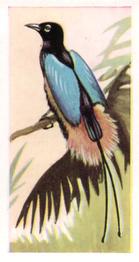 1960 Tropical Birds #20 Blue Bird of Paradise Front