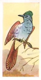 1960 Tropical Birds #23 Cape Paradise Flycatcher Front