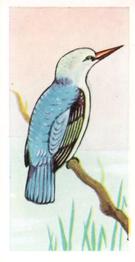 1960 Tropical Birds #24 Angola Kingfisher Front