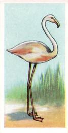 1960 Tropical Birds #25 Flamingo Front