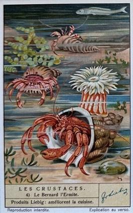 1938 Liebig Les Crustaces (Crustaceans)(French Text)(F1392, S1373) #4 Le Bernard l'Ermite Front