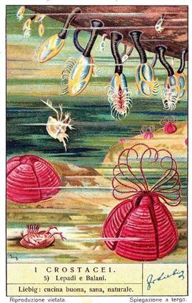1938 Liebig I Crostacei (Crustaceans)(Italian Text)(F1392, S1373) #5 Lepadi e Balani Front