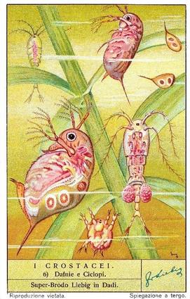 1938 Liebig I Crostacei (Crustaceans)(Italian Text)(F1392, S1373) #6 Dafnie e Clelopi Front