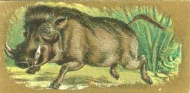 1890 Kinney Bros. Animals (N216) #NNO African Wild Boar Front