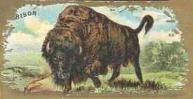 1890 Kinney Bros. Animals (N216) #NNO Bison Front