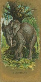 1890 Kinney Bros. Animals (N216) #NNO Elephant Front