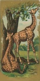 1890 Kinney Bros. Animals (N216) #NNO Giraffe Front