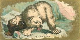 1890 Kinney Bros. Animals (N216) #NNO Polar Bear Front
