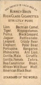 1890 Kinney Bros. Animals (N216) #NNO Porcupine Back