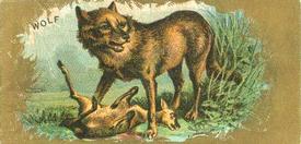 1890 Kinney Bros. Animals (N216) #NNO Wolf Front