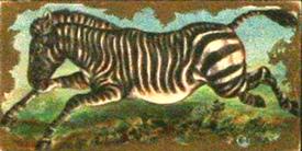 1890 Kinney Bros. Animals (N216) #NNO Zebra Front