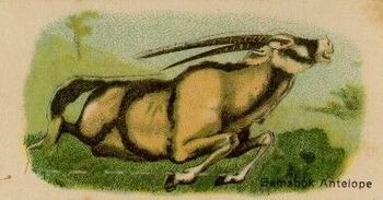 1916 Imperial Tobacco Co of Canada (ITC) A Series of Animals #6 Gemsbok Antelope Front