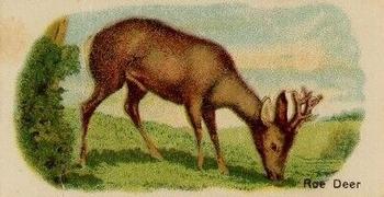 1916 Imperial Tobacco Co of Canada (ITC) A Series of Animals #19 Roe Deer Front