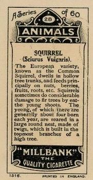 1916 Imperial Tobacco Co of Canada (ITC) A Series of Animals #28 Squirrel Back