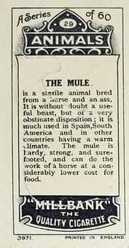 1916 Imperial Tobacco Co of Canada (ITC) A Series of Animals #29 The Mule Back