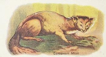 1916 Imperial Tobacco Co of Canada (ITC) A Series of Animals #36 European Mink Front