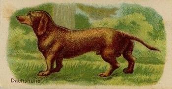 1916 Imperial Tobacco Co of Canada (ITC) A Series of Animals #38 Dachshund Front