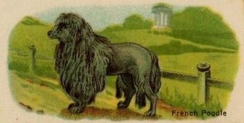 1916 Imperial Tobacco Co of Canada (ITC) A Series of Animals #41 French Poodle Front