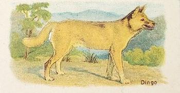 1916 Imperial Tobacco Co of Canada (ITC) A Series of Animals #51 Dingo - Mountain Variety Front