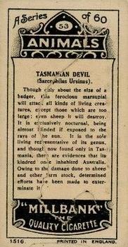 1916 Imperial Tobacco Co of Canada (ITC) A Series of Animals #53 Tasmanian Devil Back