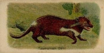 1916 Imperial Tobacco Co of Canada (ITC) A Series of Animals #53 Tasmanian Devil Front