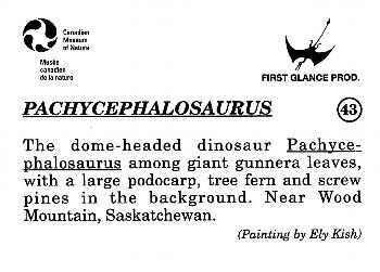 1993 Canadian Museum of Nature Series 1 Prehistoric Animals #43 Pachycephalosaurus Back