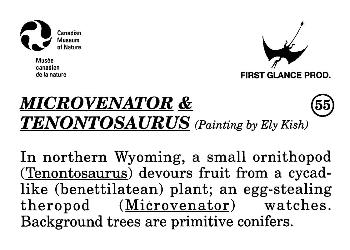1993 Canadian Museum of Nature Series 1 Prehistoric Animals #55 Microvenator & Tenontosaurus Back