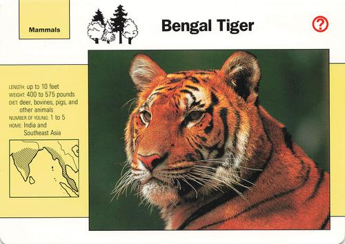 1991-95 Grolier Wildlife Adventure Cards - Promos #WAC1 Bengal Tiger Front