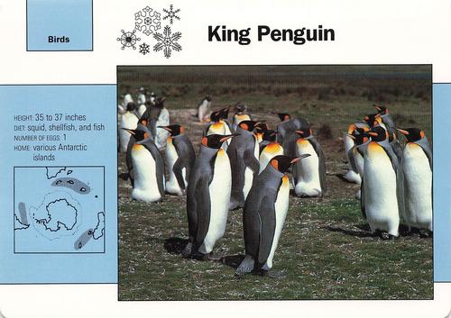 1991-95 Grolier Wildlife Adventure Cards - Promos #WAC2 King Penguin Front