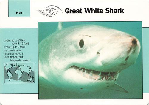 1991-95 Grolier Wildlife Adventure Cards - Promos #WAC3 Great White Shark Front