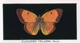 1935 Abdulla British Butterflies #20 Clouded Yellow Front
