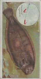 1924 Imperial Tobacco Co. of Canada (ITC) Fish and Bait #47 Sole Front