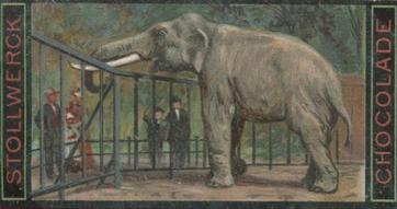 1900 Stollwerck Album 4 Gruppe 199 Aus dem Hamburger Zoologischer Garten (From the Hamburg zoological garden) #2 Der Indische Elephant Front