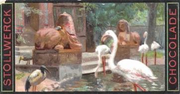 1900 Stollwerck Album 4 Gruppe 199 Aus dem Hamburger Zoologischer Garten (From the Hamburg zoological garden) #4 Flamingo und Ibis Front