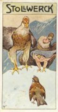 1906 Stollwerck Album 9 Gruppe 370 Der Paradiesvogel (The Bird of Paradise) #2 Der kluge Spatz Front