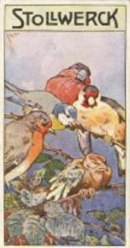 1906 Stollwerck Album 9 Gruppe 370 Der Paradiesvogel (The Bird of Paradise) #5 Der verbrannte Himmelsbote Front