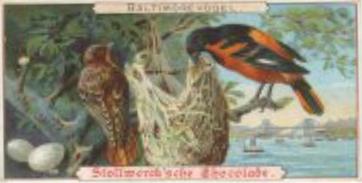 1899 Stollwerck Album 3 Gruppe 92 Vogel (Drosseln und Stare)	(Birds (Thrushes and Starlings) #6 Baltimorevogel (Icterus baltimore) Front