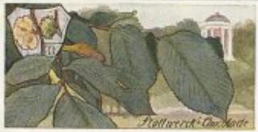 1899 Stollwerck Album 3 Gruppe 105 Wald-Laubbäume (Deciduous Forest Trees) #2 Ulme Front