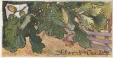 1899 Stollwerck Album 3 Gruppe 105 Wald-Laubbäume (Deciduous Forest Trees) #4 Eiche Front