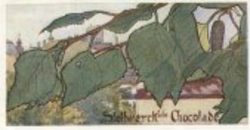 1899 Stollwerck Album 3 Gruppe 105 Wald-Laubbäume (Deciduous Forest Trees) #6 Birke Front