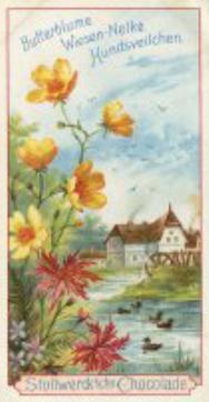 1899 Stollwerck Album 3 Gruppe 111 Verschiedene Feldblumen (Various Field Flowers) #1 Butterblume, Wiesen-Nelke, Hundsveilchen Front