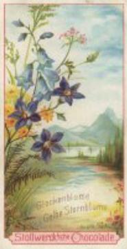 1899 Stollwerck Album 3 Gruppe 111 Verschiedene Feldblumen (Various Field Flowers) #2 Glockenblume, Gelbe Sternblume Front