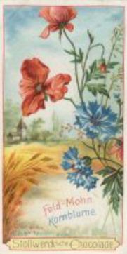 1899 Stollwerck Album 3 Gruppe 111 Verschiedene Feldblumen (Various Field Flowers) #3 Feldmohn, Kornblume Front