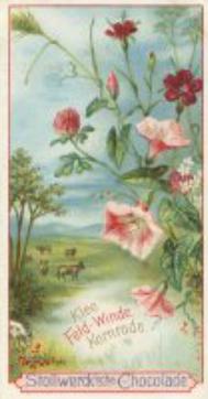 1899 Stollwerck Album 3 Gruppe 111 Verschiedene Feldblumen (Various Field Flowers) #4 Klee, Feldwinde, Kornrade Front