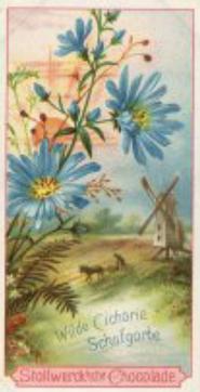 1899 Stollwerck Album 3 Gruppe 111 Verschiedene Feldblumen (Various Field Flowers) #5 Wilde Cichorie, Schafgarbe Front