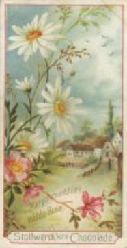 1899 Stollwerck Album 3 Gruppe 111 Verschiedene Feldblumen (Various Field Flowers) #6 Grosse Gänseblume, Wilde Rose Front