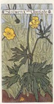1899 Stollwerck Album 3 Gruppe 112 Giftige Pflanzen (Toxic Plants) #1 Hahnenfuss Front